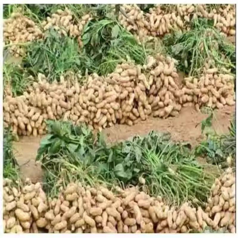 新鲜湿花生农家自种现挖带壳生花生原红皮带泥鲜花生可水煮花生,淘宝优惠券,粉丝福利购,淘宝优惠卷