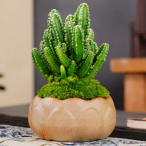 万重山盆景室内盆栽绿植花卉仙人掌四季好养多肉类植物仙人球客厅 - 图3