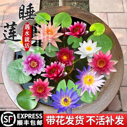 睡莲水培植物盆栽带花四季开花卉大根块池塘莲花种苗水养荷花根茎 - 图2