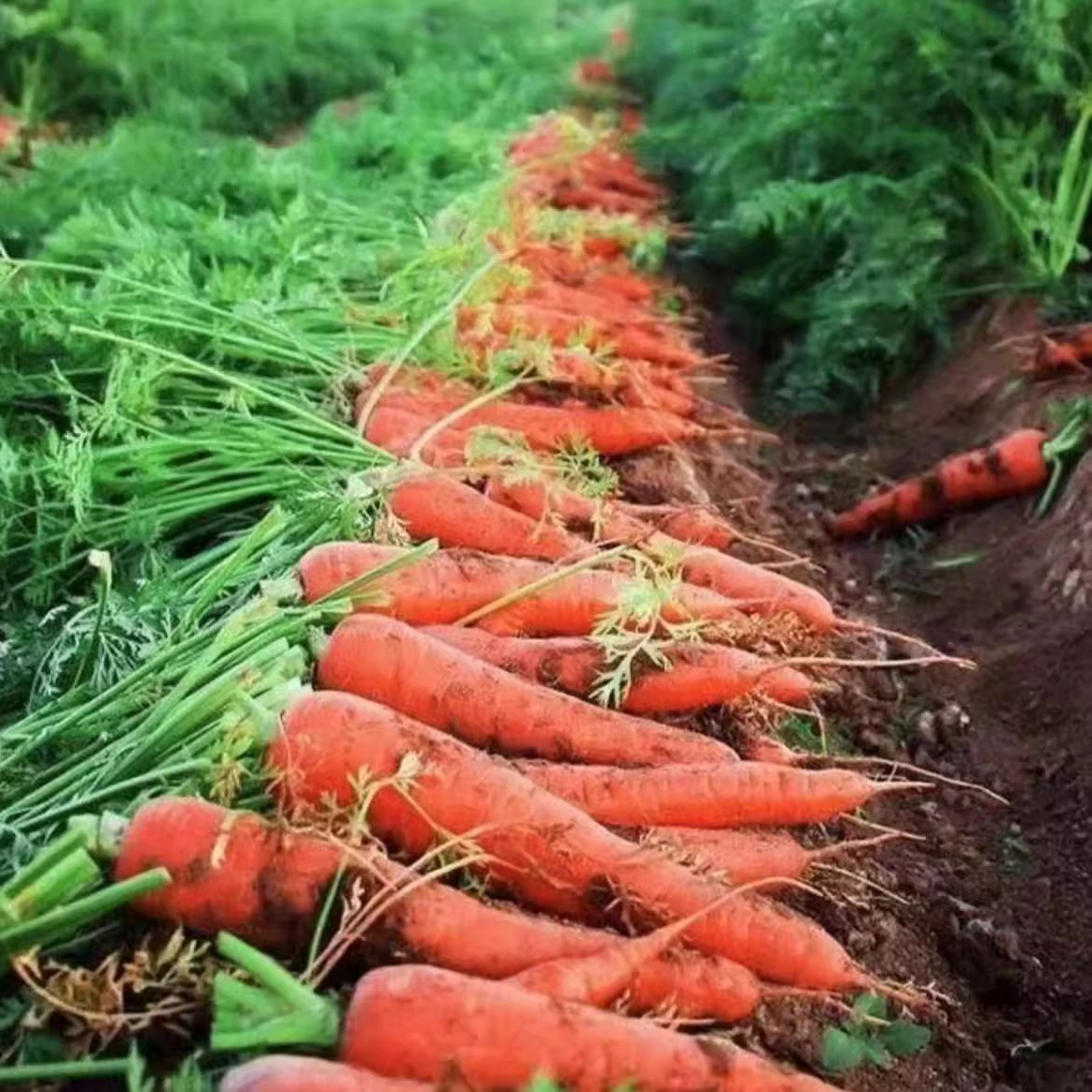 新鲜带泥胡萝卜农家自种现挖当季水果胡萝卜脆甜多汁生吃蔬菜包邮,淘宝优惠券,粉丝福利购,淘宝优惠卷