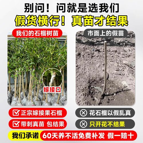 石榴树苗突尼斯软籽甜石榴苗盆栽地栽阳台庭院南北方种植当年结果 - 图0