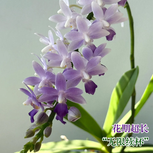 精品蓝星蝴蝶兰花苗带花苞室内绿植物小盆栽名贵花卉四季好养耐阴 - 图1