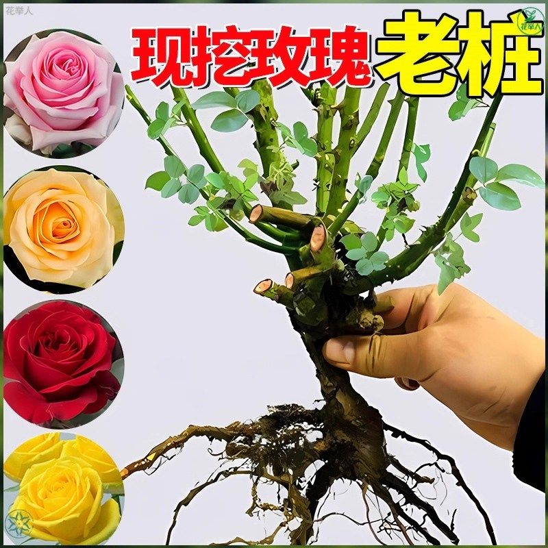 玫瑰花老桩树苗月季花苗特大花卉四季循环开花老根阳台盆栽绿植物,淘宝优惠券,粉丝福利购,淘宝优惠卷