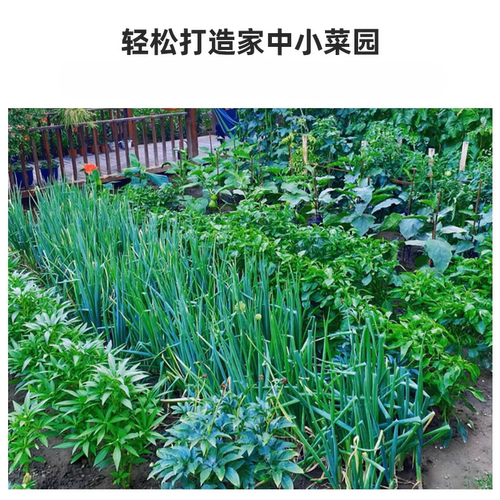蔬菜种子四季播辣椒西瓜籽孑香菜春季蔬菜大全菠菜四季豆番茄白菜 - 图0