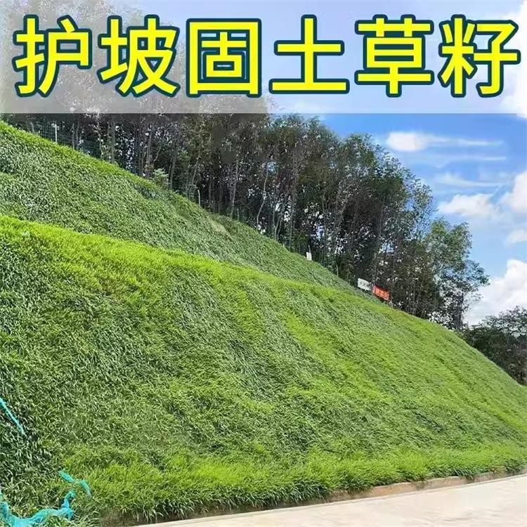 草坪草籽四季常青护坡狗牙根三叶草庭院地毯草皮绿化黑麦草种子孑 - 图0