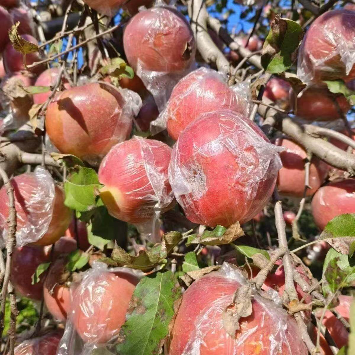 山西红富士苹果当季新鲜水果冰糖心苹果一整箱皮薄脆脆甜大果