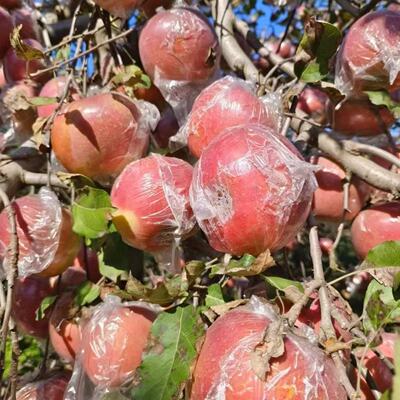 山西红富士苹果当季新鲜水果冰糖心苹果一整箱皮薄脆脆甜大果