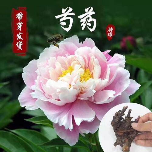 芍药花苗重瓣带芽大苗鲜花四季开花卉阳台庭院牡丹花种根盆栽植物 - 图0
