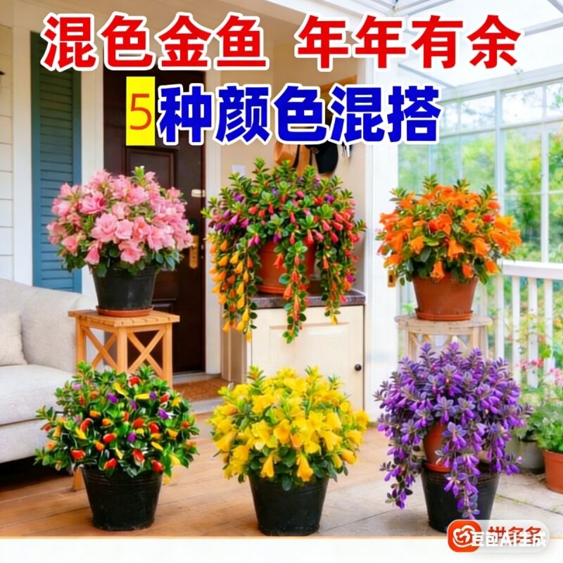 金鱼吊兰盆栽室内客厅阳台耐寒花卉绿植四季常青好养易活四季开花