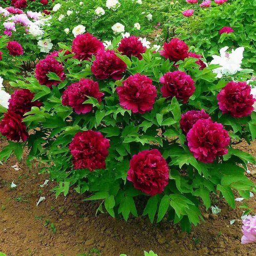 【带芽发货】重瓣芍药花苗浓香花卉正宗观赏芍药牡丹四季开花好养 - 图0