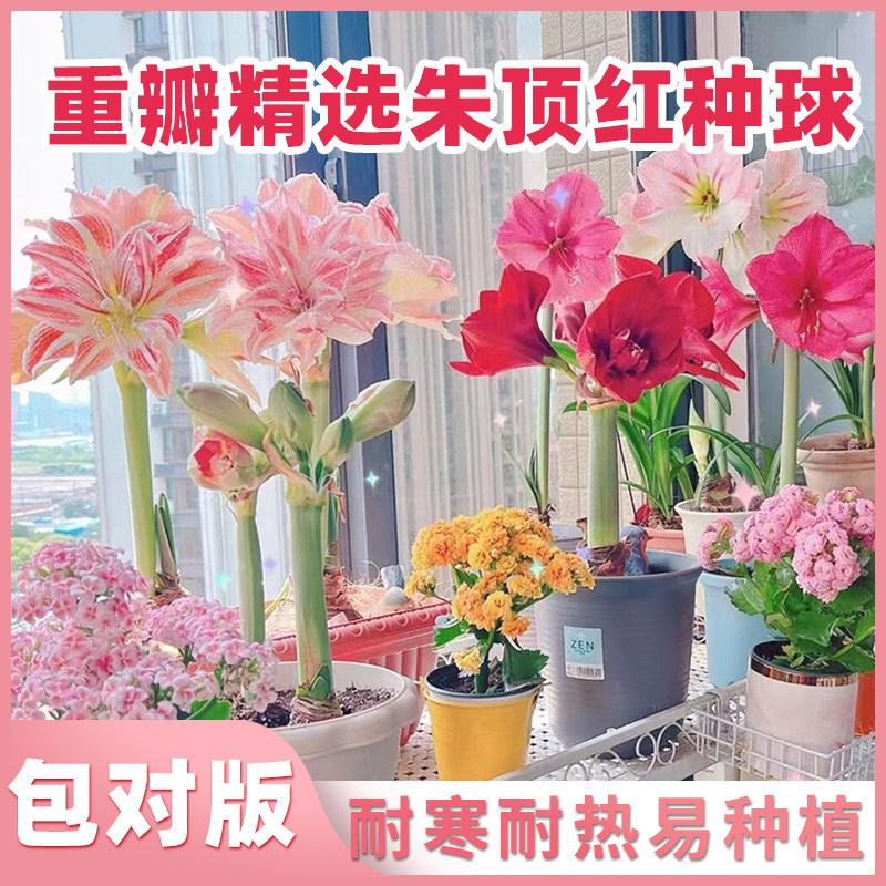 重瓣朱顶红花卉种球盆栽室内阳台室外庭院地载观赏绿植多年生植物