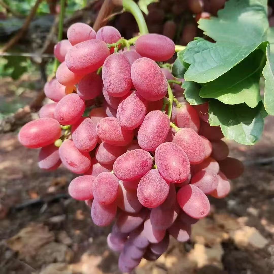 现摘正宗克伦生无籽红提葡萄新鲜脆甜现摘无核整箱4/5斤 - 图0