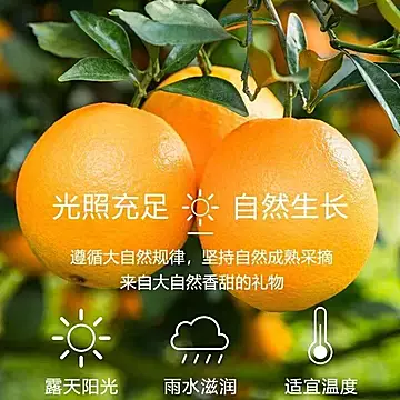 【单果70-90】正宗赣南脐橙净重4.5斤[1元优惠券]-寻折猪