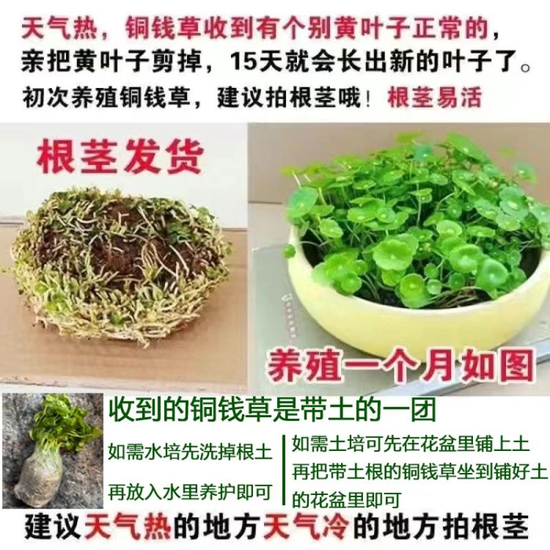 铜钱草水培盆栽植物室内小绿植花卉水养金钱草籽水生四季好养易活 - 图2