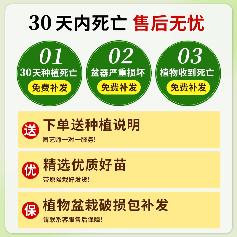 黑金刚橡皮树客厅大盆栽造型室内大型绿植办公室植物四季氛围沙发,淘宝优惠券,粉丝福利购,淘宝优惠卷