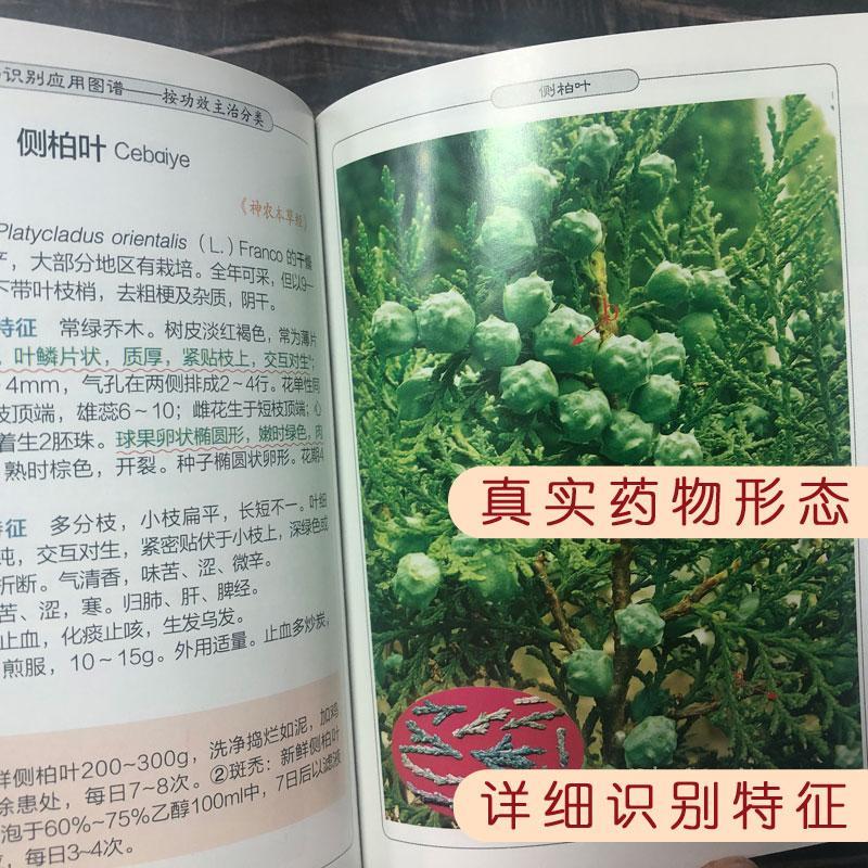 常用中草药识别应用图册上下图谱按功效主治分类手绘本按药用部位书籍大全情绪 - 图1