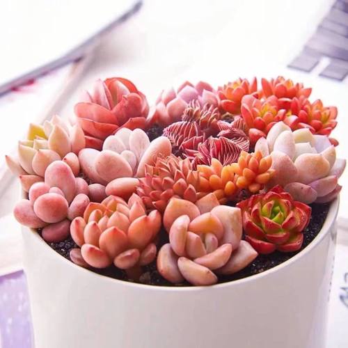 多肉植物套餐组合新手带盆肉肉大颗好养精品玉露桃蛋绿植室内花卉 - 图0