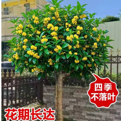 金桂桂花花卉树苗室外大树四季桂老桩庭院八月桂种植别墅地栽绿植 - 图1