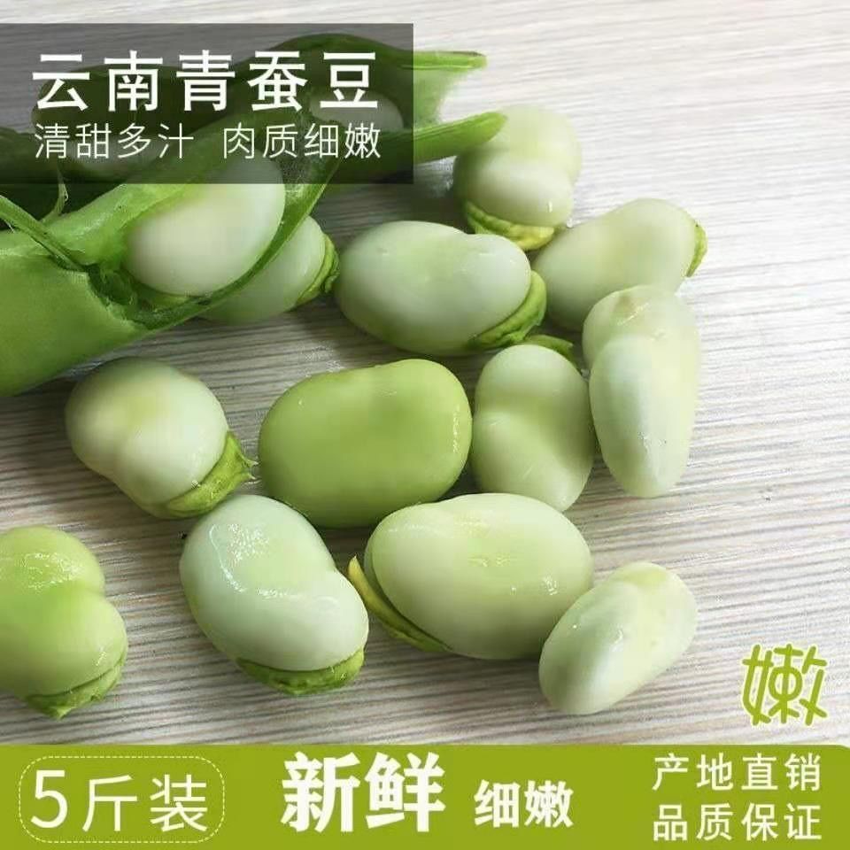 云南现摘蚕豆新鲜带壳生蚕豆批发嫩胡豆小罗汉豆当季蔬菜荷兰豆-图2