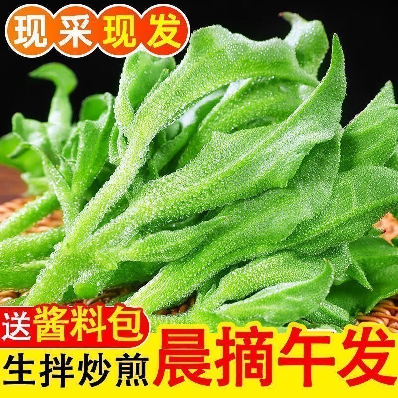 山东产地冰菜冰草新鲜现摘现发蔬菜火锅即食生吃凉拌沙拉送沙拉酱,淘宝优惠券,粉丝福利购,淘宝优惠卷