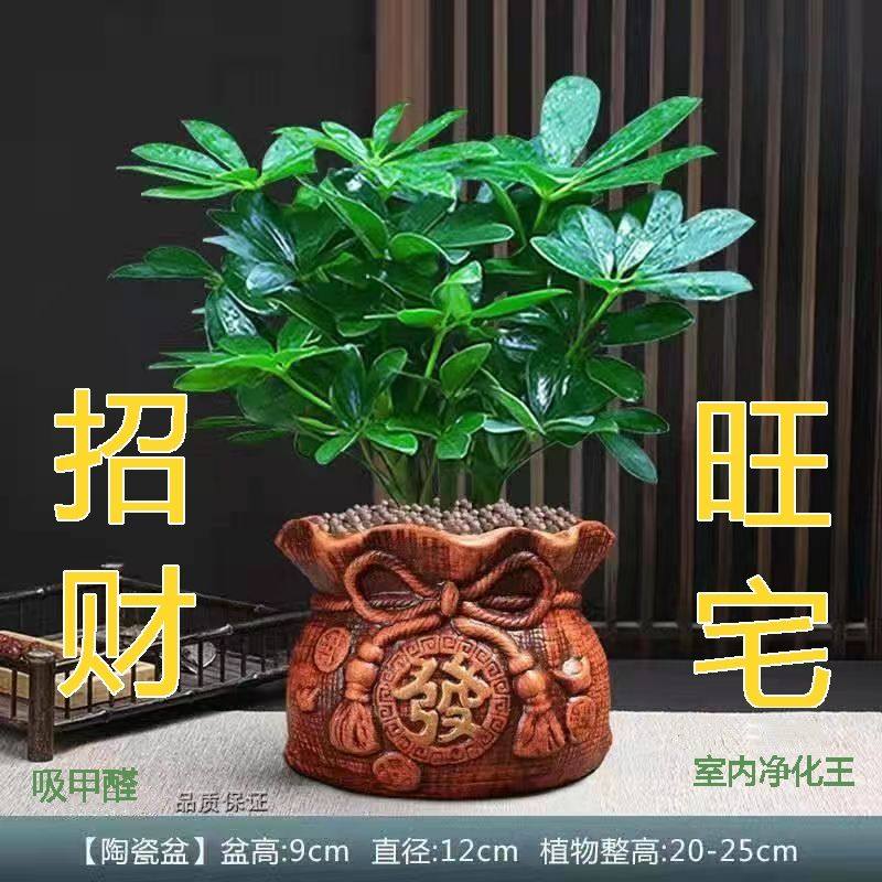 大型室内客厅盆栽花卉八方来财鸭脚木绿植七叶莲发财树鸭掌木招财,淘宝优惠券,粉丝福利购,淘宝优惠卷
