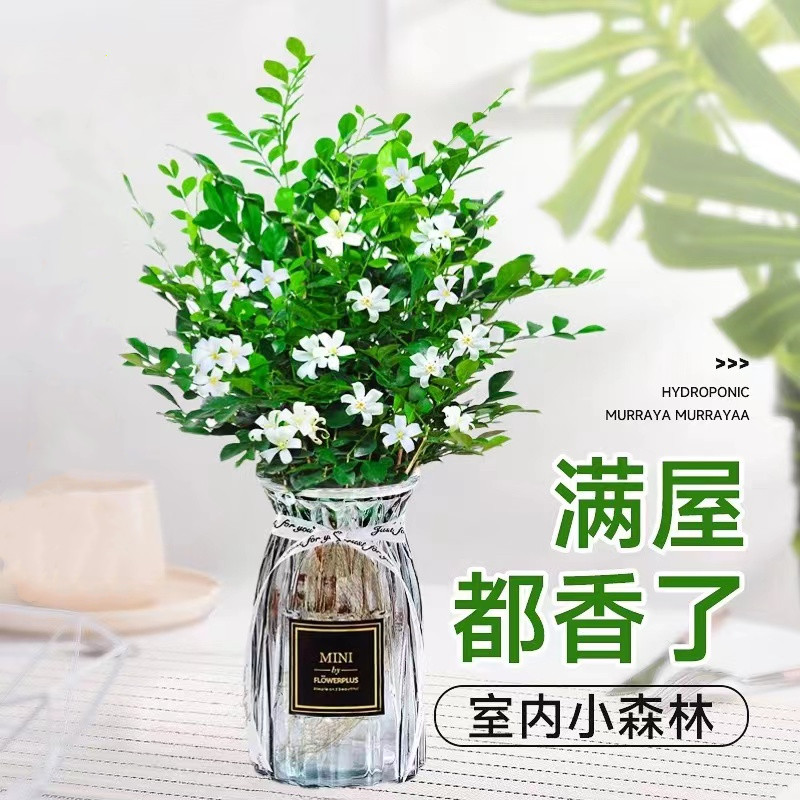 水培九里香盆栽老桩清香木四季茉莉花室内绿植物开花卉驱蚊草好养 - 图1