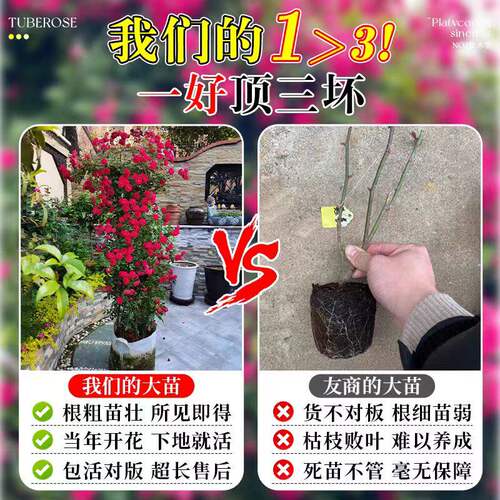 四季重瓣红木香花苗爬藤植物无刺黄木香开花卉庭院大树苗耐寒爬墙 - 图3