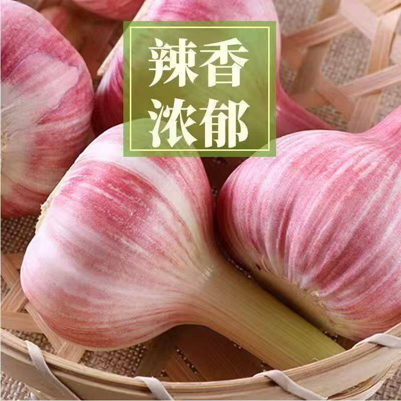 2026云南紫皮大蒜新鲜大蒜头紫皮湿蒜大蒜腌制糖醋蒜现挖新蒜嫩蒜