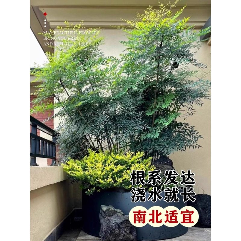 火焰南天竹盆栽客厅树苗室内植物盆景室外庭院耐寒竹子苗花卉绿植 - 图2