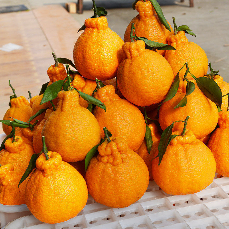 【芭芭农场兑换专享】不知火丑橘3斤装70mm+