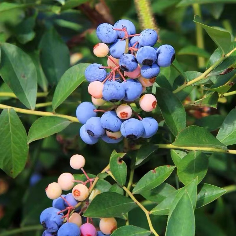 蓝莓树果苗蓝莓苗盆栽地栽带大果南北方种植苗兔眼果树结果蓝梅 - 图2