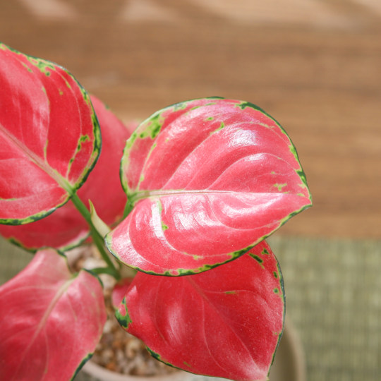 Ruyi Geely Red Potted Plants Indoor | Thousands of people purchased more