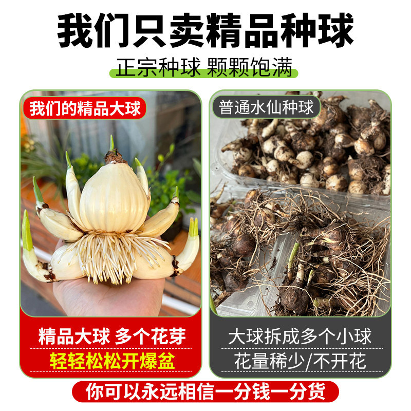 漳州水仙花带花苞种球根重瓣水培年宵花卉盆栽室内好养浓香绿植物,淘宝优惠券,粉丝福利购,淘宝优惠卷