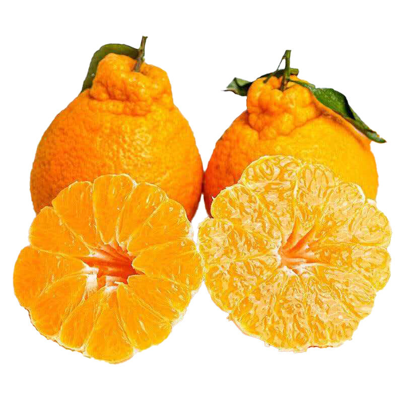 四川高山丑橘不知火橘新鲜水果当季现摘甜桔子耙耙柑桔橘子生鲜