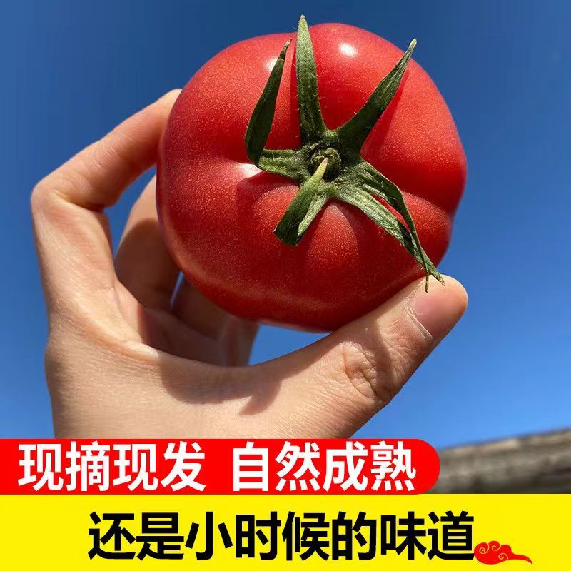 陕西泾阳普罗旺斯西红柿甜番茄沙瓤5斤新鲜孕妇水果味道自然口感 - 图2