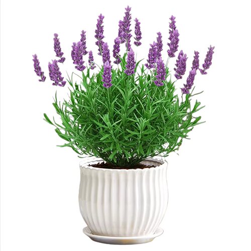 薰衣草盆栽室内驱蚊植物羽叶普罗旺斯花苗四季开花卉室外花期耐寒 - 图3