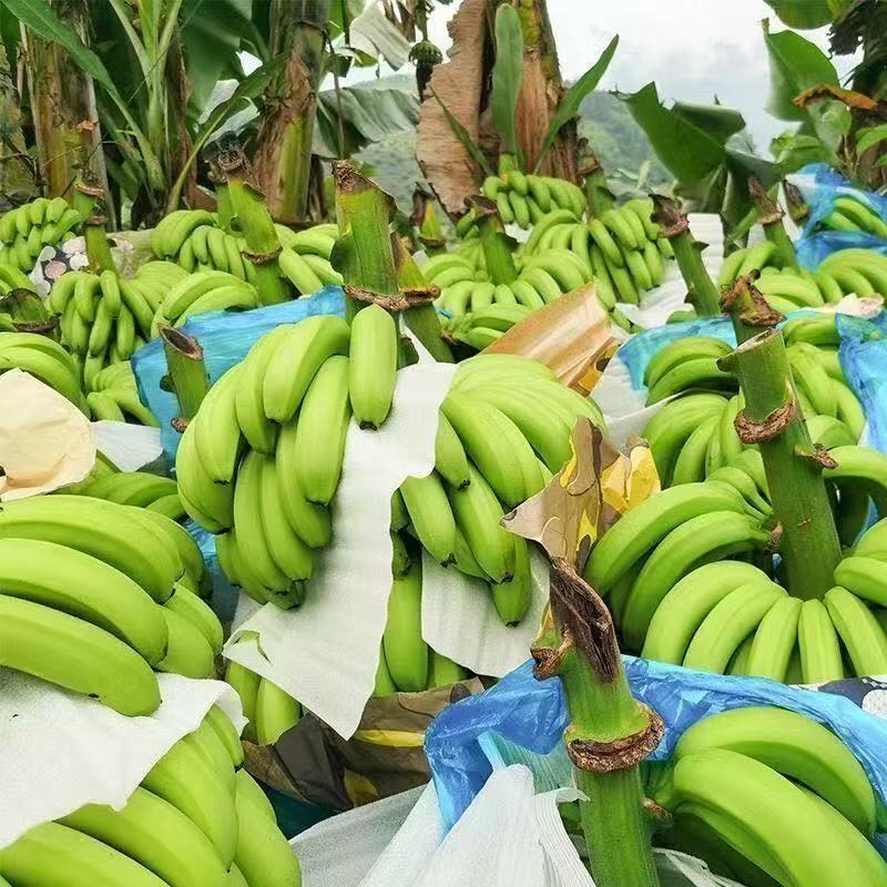 云南高山香蕉绿皮香蕉新鲜水果香甜软糯口感大芭蕉小米蕉皇帝蕉