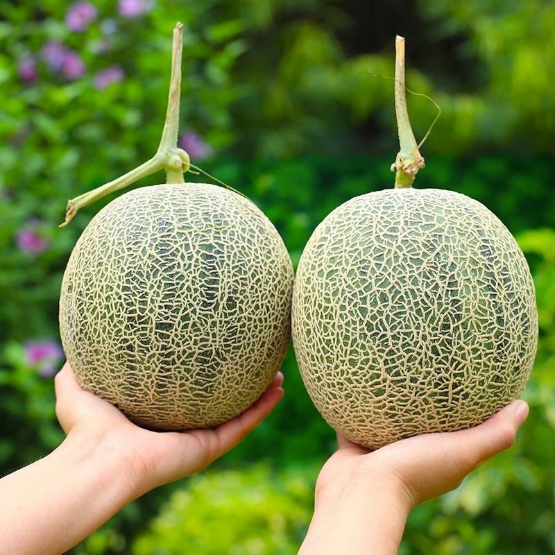 海南网纹瓜当季新鲜水果4斤中小果现摘甜香甜网纹西州蜜瓜包邮