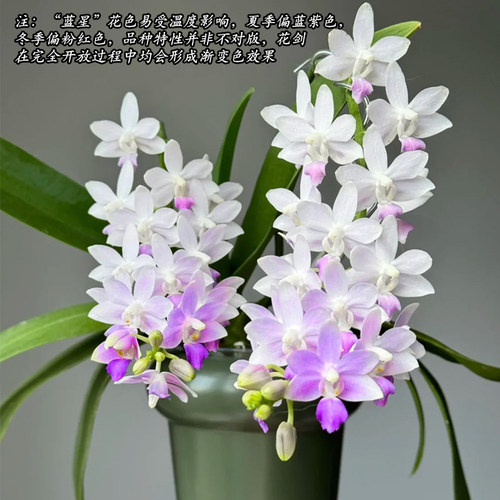 精品蓝星蝴蝶兰花苗带花苞室内绿植物小盆栽名贵花卉四季好养耐阴 - 图2