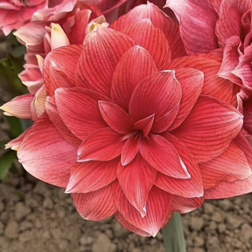 进口朱顶红种球蒂卡白肋香型耐寒开花仙子 - 图1