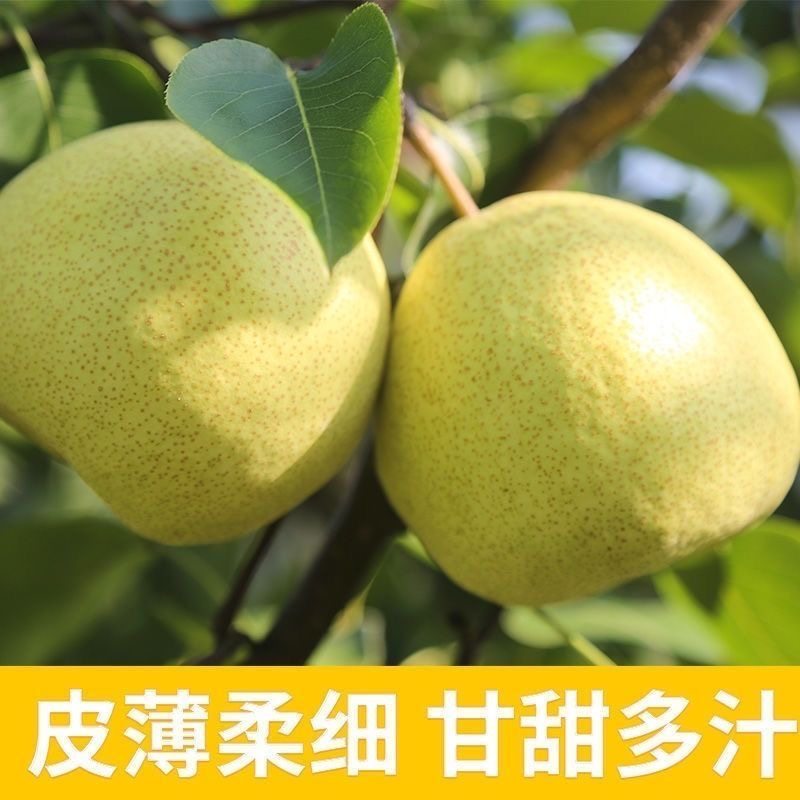 安徽砀山正宗酥梨山梨新鲜水果冰糖雪梨汁烤梨用爆汁鸭梨百年梨树,淘宝优惠券,粉丝福利购,淘宝优惠卷