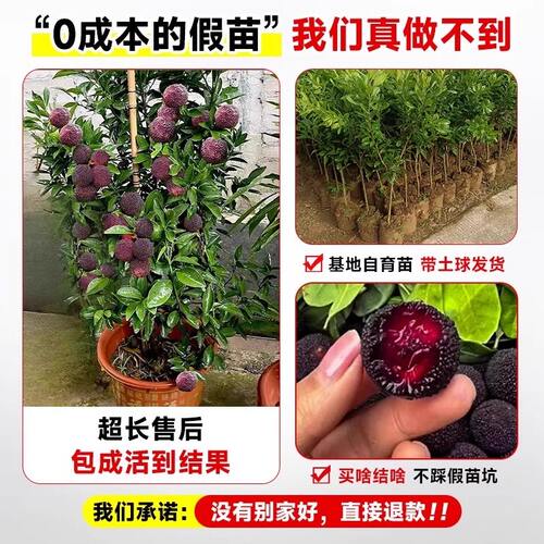 正宗东魁杨梅树大树苗特大杨梅嫁接果树苗庭院四季种植带土球结果 - 图1