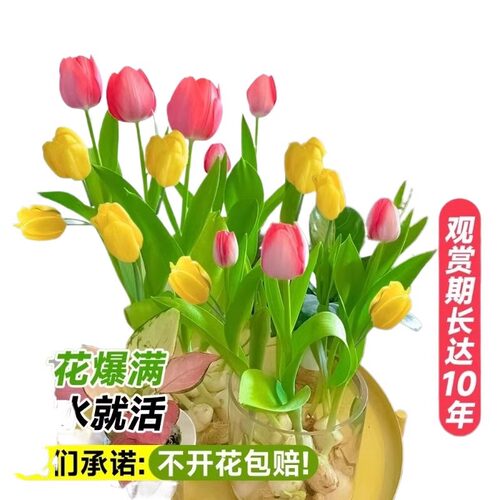进口郁金香种球水培植物室内球根种子盆栽成品花苗好养活水仙花卉 - 图3