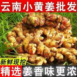 云南正宗生姜小黄姜4.5斤装
