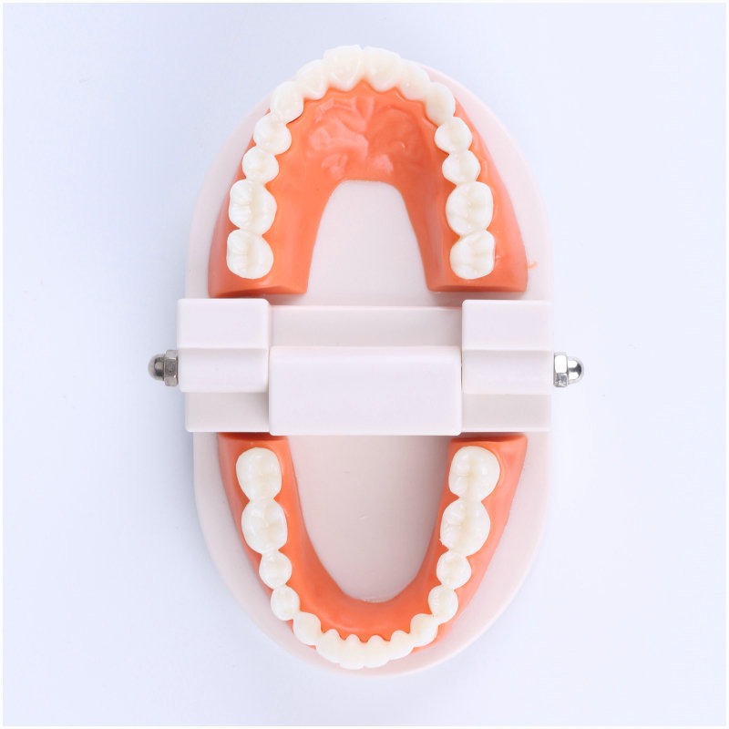 牙齿模型幼儿园刷牙模具1倍假牙科儿童宝宝口腔教学道具家用练习-图2