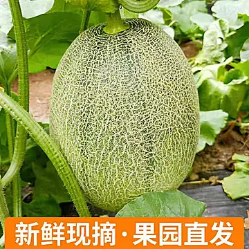 海南哈密瓜净重4.5斤！中果[4元优惠券]-寻折猪