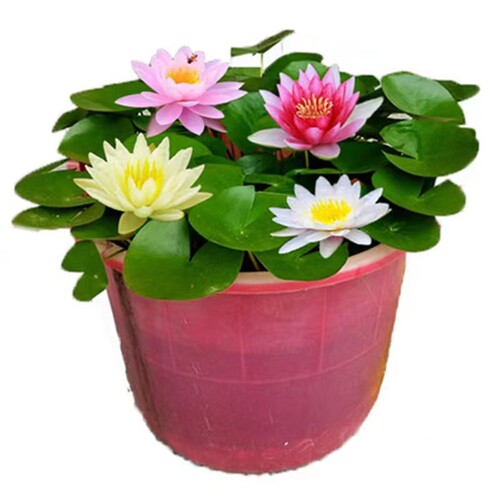 大睡莲根块睡莲花水培植物四季莲花盆栽水养荷花睡莲根茎耐寒水生 - 图3