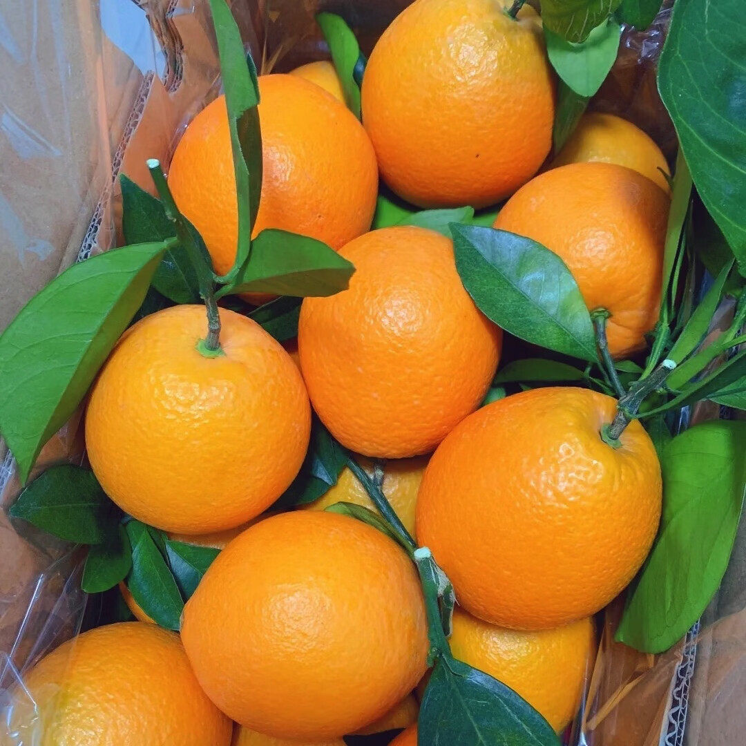 ����������� �ְ������ �ش�� 4.5�� 60-70mm ����ֱ�� 9.8Ԫ