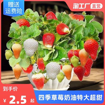 Strawberry Seed Cream Strawberry Extra-large Ultra Sweet Courtyard Indoor Balcony Easy To Plant Vegetable Season Fruit Seeds