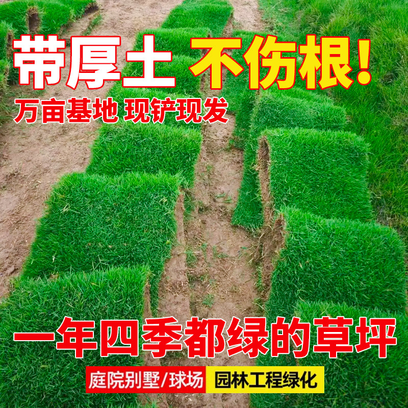 Turf real lawn with soil greening soil four-season green green grass Manila courtyard cold-resistant carpet fresh